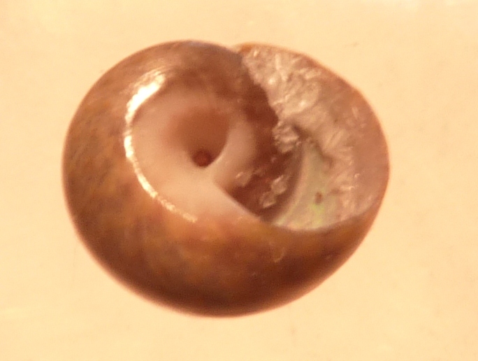 Trochidae Gibbula richardi ?